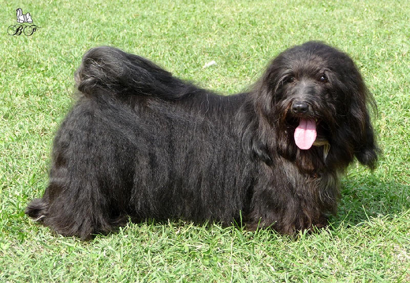 CH. Harlow de la Tour de Senlis