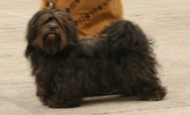 CH. Utopia de la Tour de Senlis