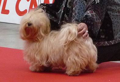 CH. Gladys de la Tour de Senlis