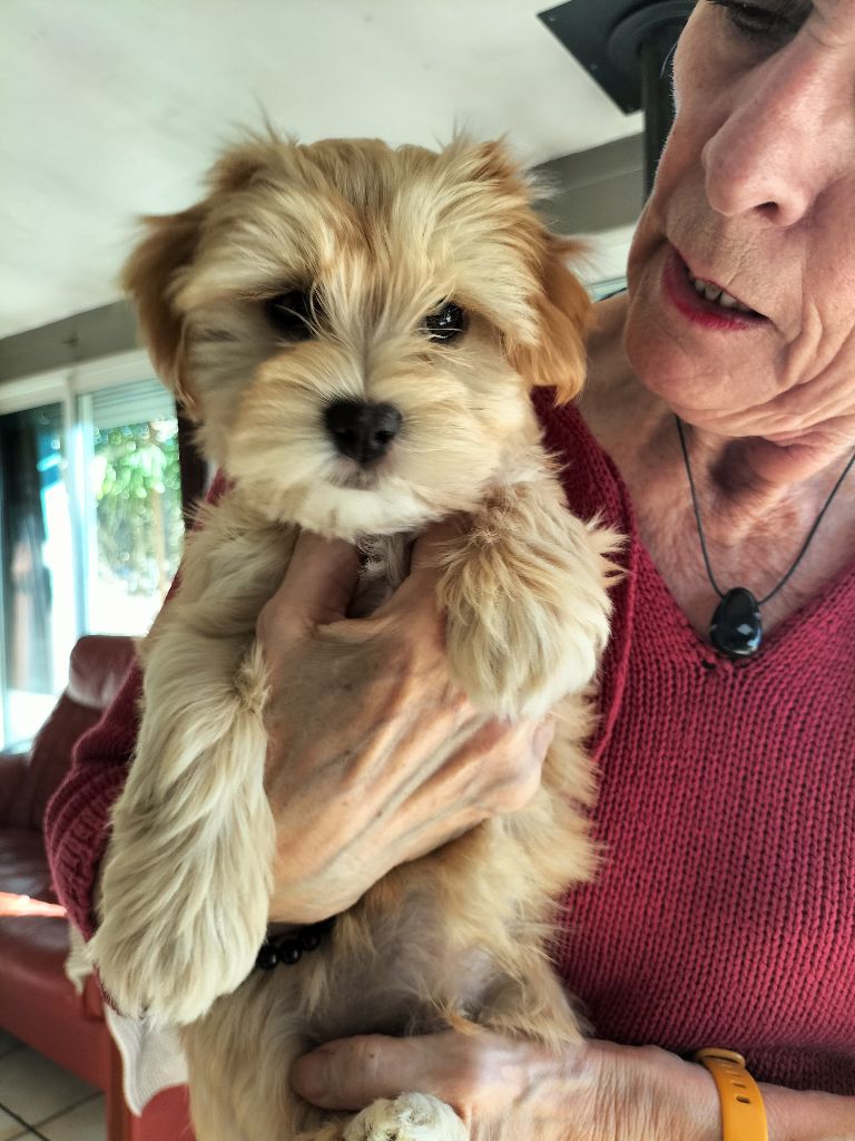 de la Tour de Senlis - Chiots disponibles - Bichon Havanais