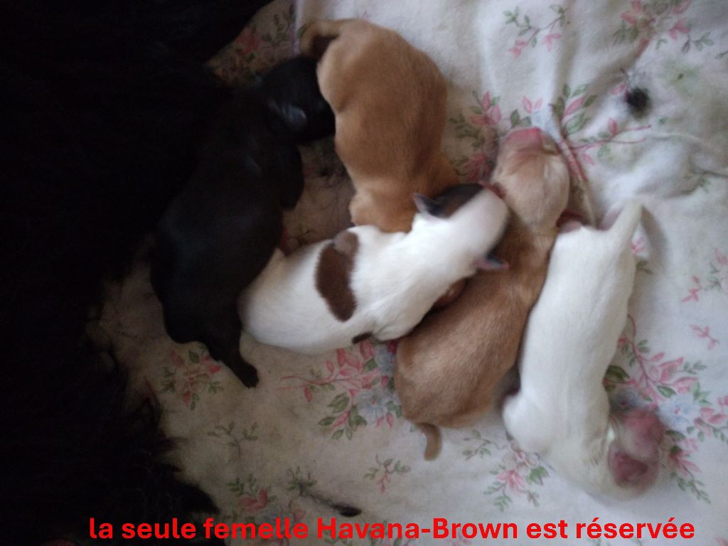 de la Tour de Senlis - Bichon Havanais - Portée née le 25/09/2025