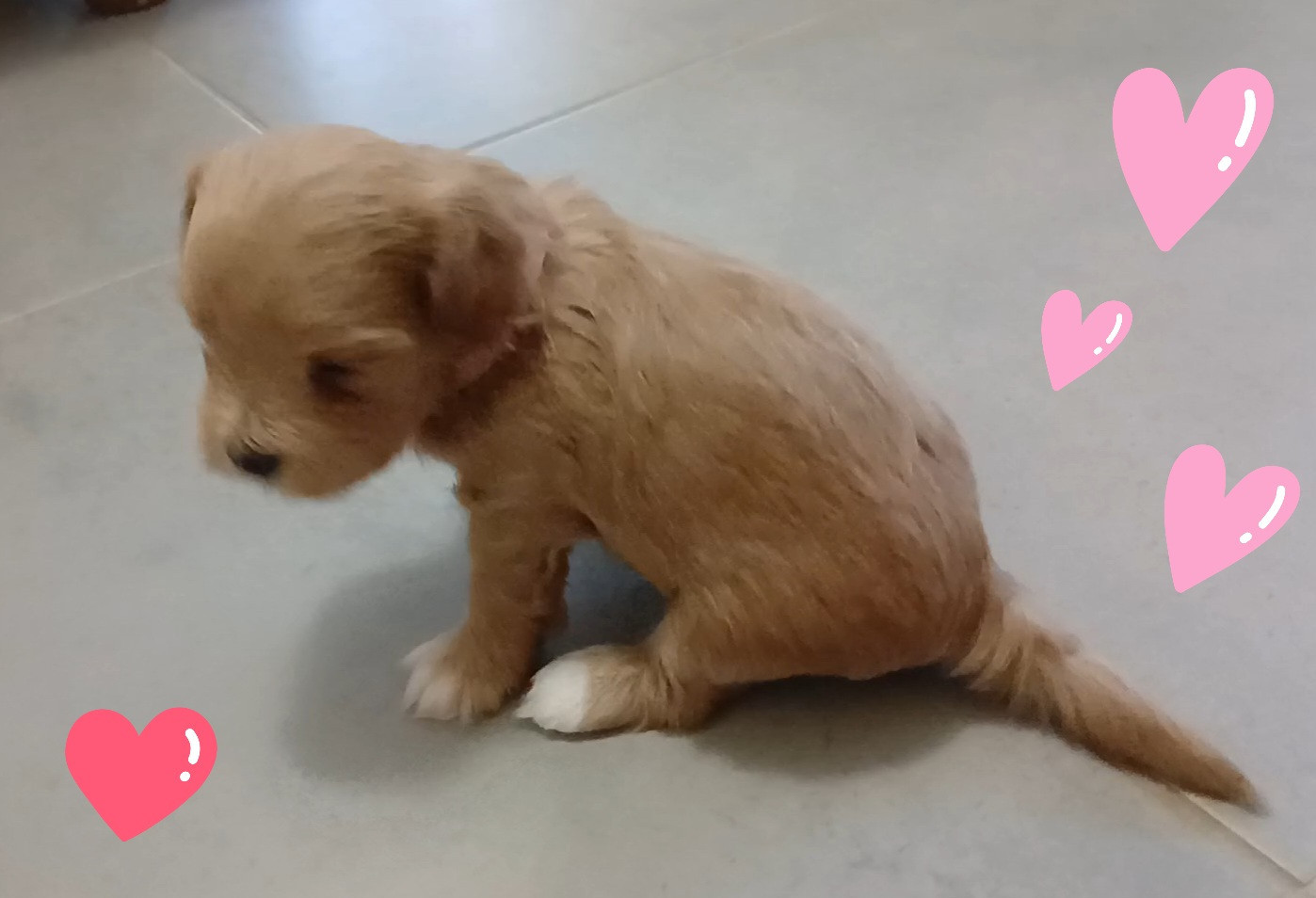 de la Tour de Senlis - Chiots disponibles - Bichon Havanais
