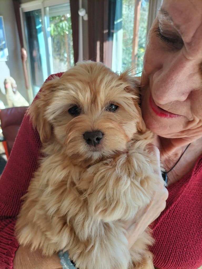 de la Tour de Senlis - Chiots disponibles - Bichon Havanais