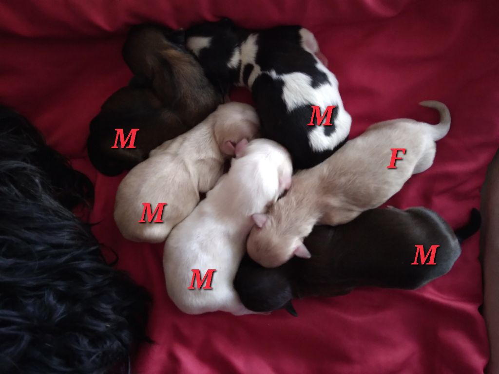 de la Tour de Senlis - Bichon Havanais - Portée née le 10/04/2023